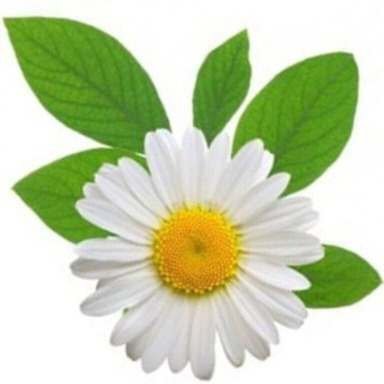 11 Very Healthy Flowers That You Can Eat Chamomile Pansy Purslane