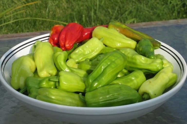 Pepperoncini Italian Masterpiece Peppers Substitute and Recipes