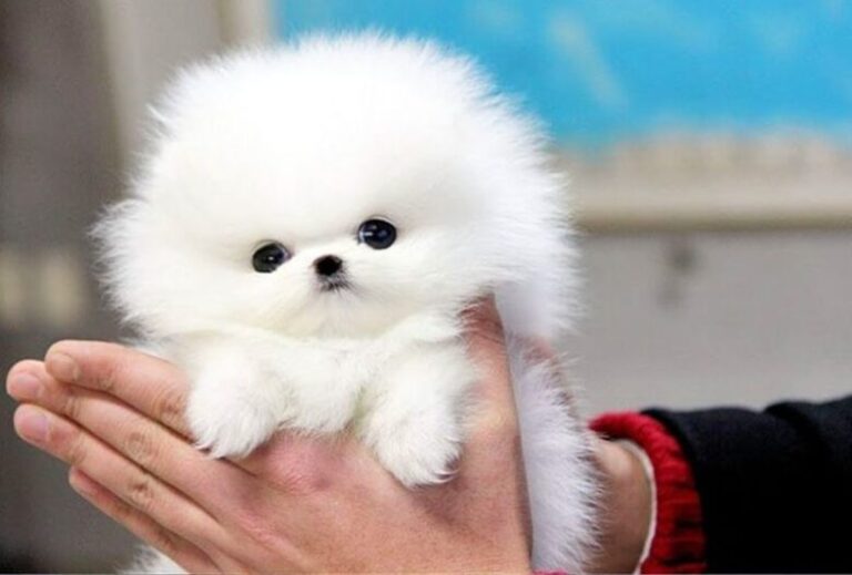 4 Fabulous Reasons to a Miniature Pomeranian Into