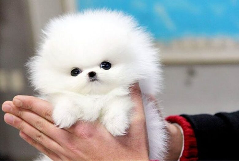 small pomeranian dog