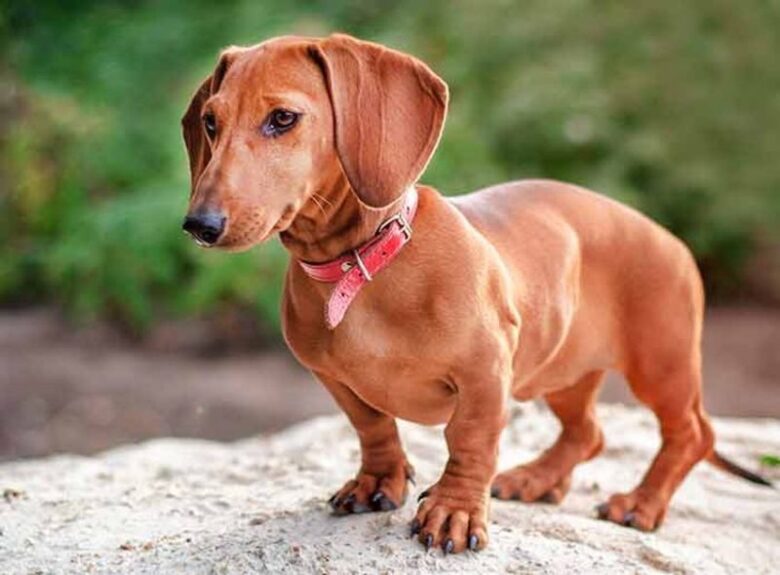 Dachshund Puppies All You Need To Know DemotiX