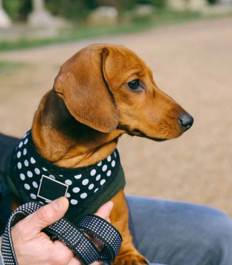 How To Choose The Best Harness For A Dachshund