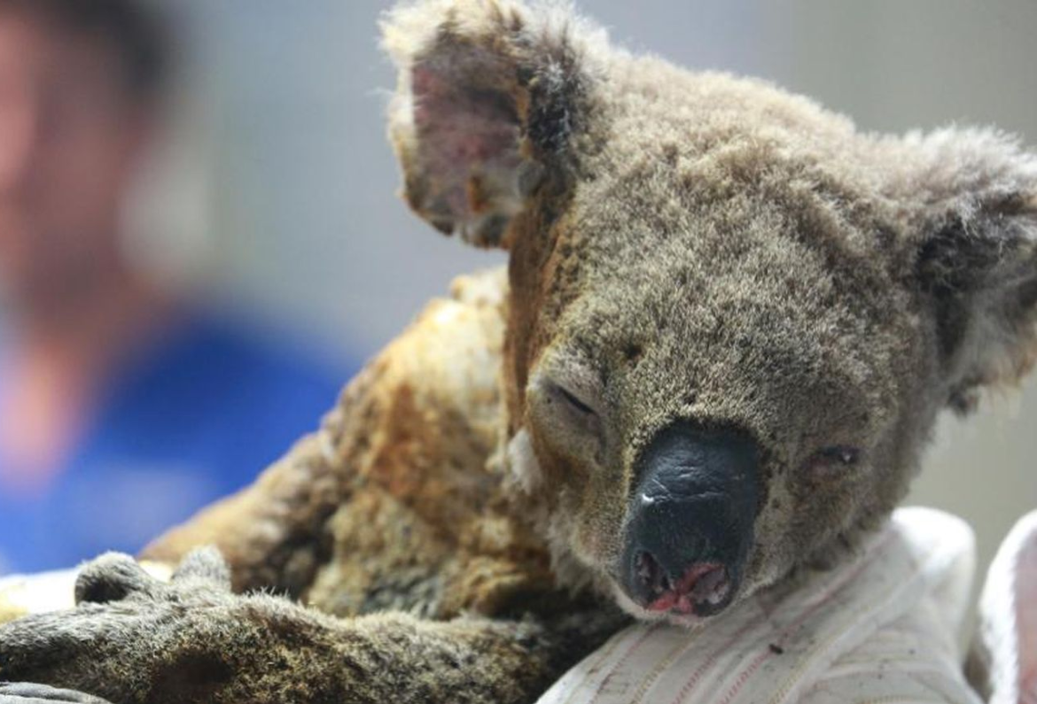 Heartbreaking Will Koalas Go Extinct?