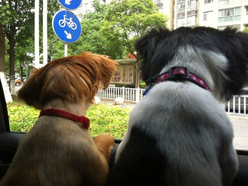Cutest Pictures of Dogs Enjoying Car Rides! DemotiX