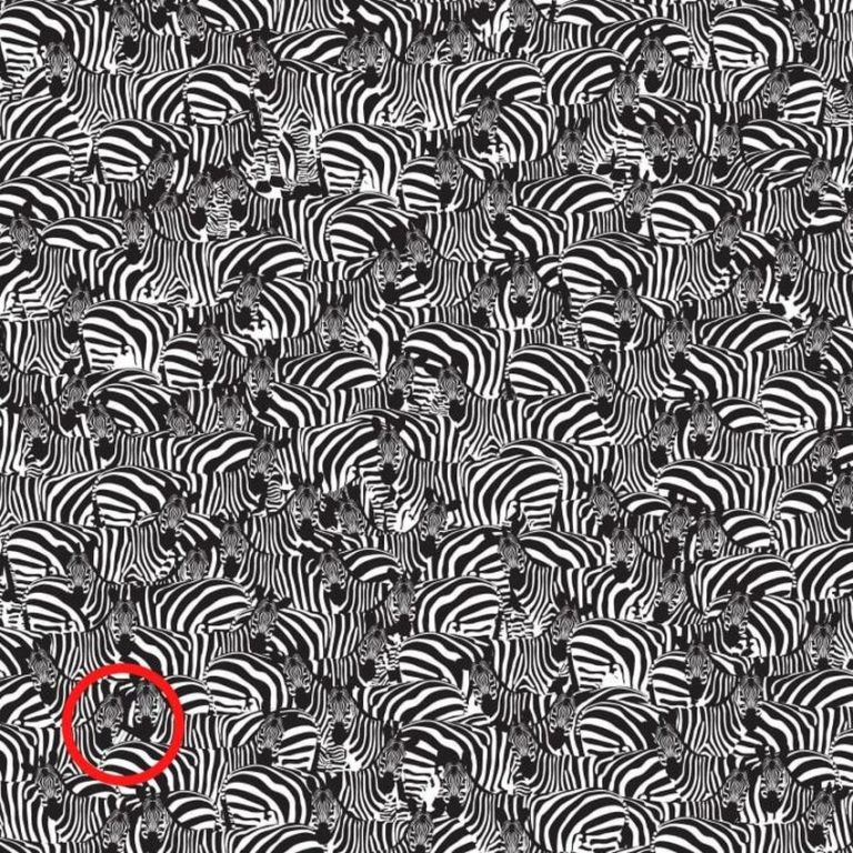 Do You Have Sharp Eyes Find The Keyboard Among The Zebras 