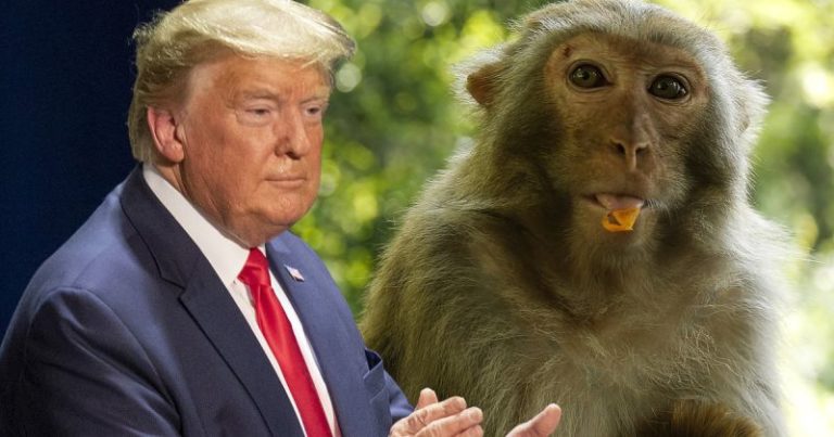 Donald Trump Will Be Protected by Monkey Police in India