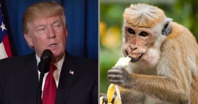 Donald Trump Will Be Protected by Monkey Police in India