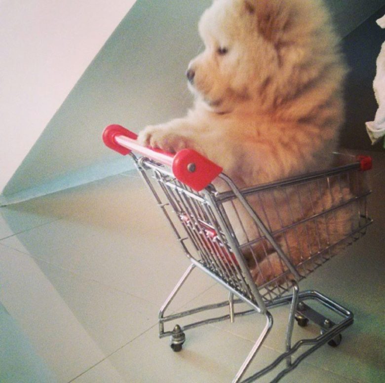 Meet Chowder This Dog Has Half a Million Instagram Followers DemotiX