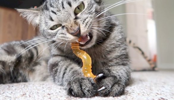 toys for teething cats