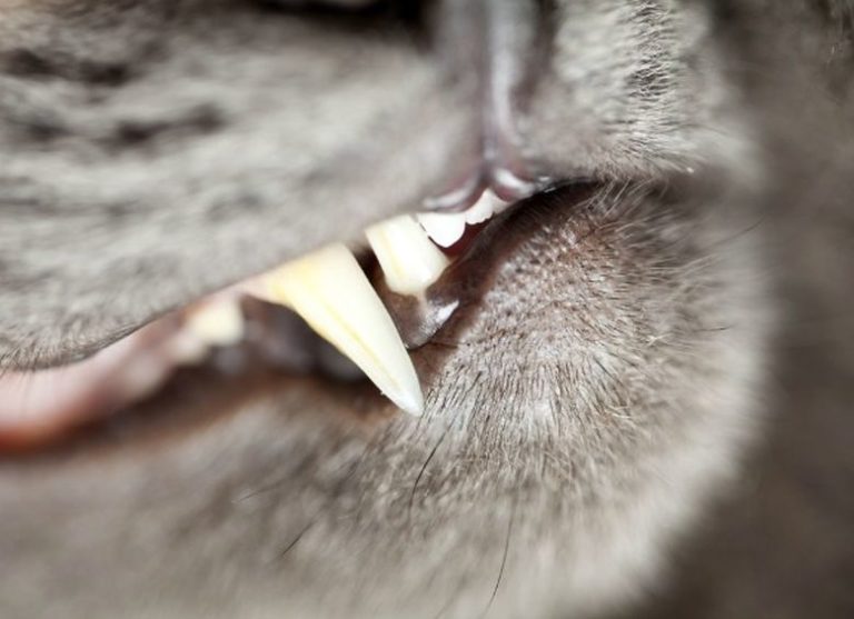 Kitten Teething What You Need to Know