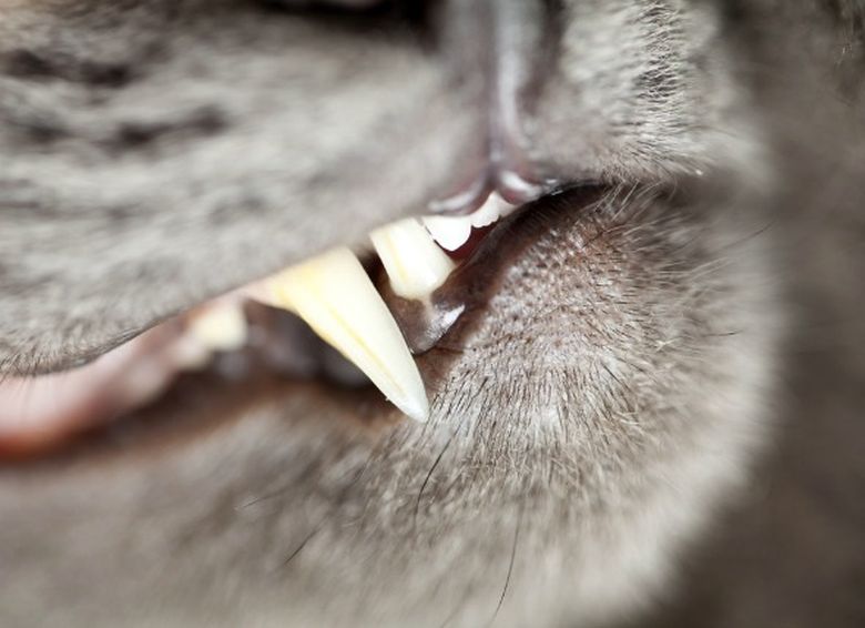 Kitten Teething What You Need to Know DemotiX