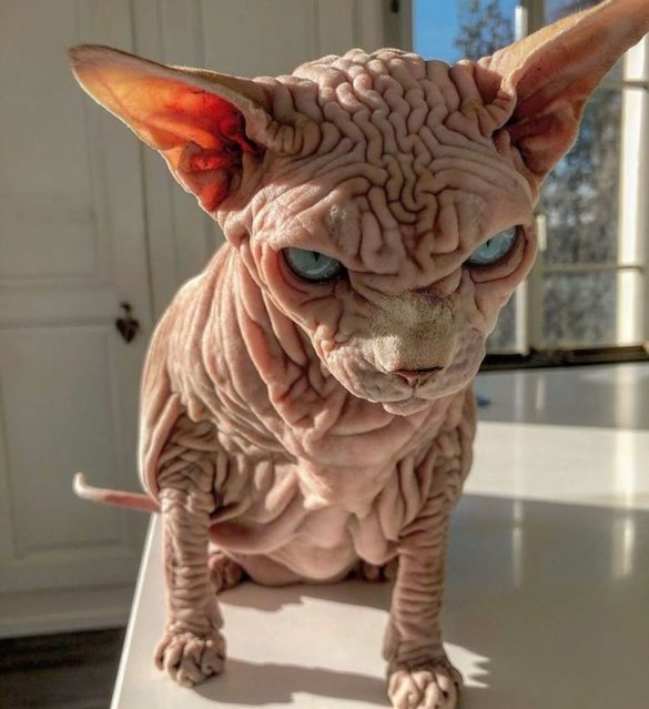 Check Out These DeviousLooking Hairless Wrinkly Cats