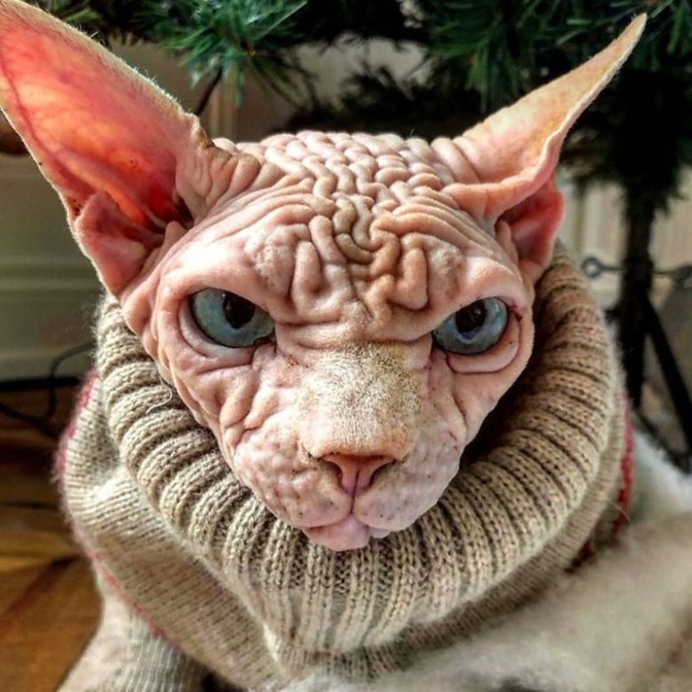 Check Out These DeviousLooking Hairless Wrinkly Cats