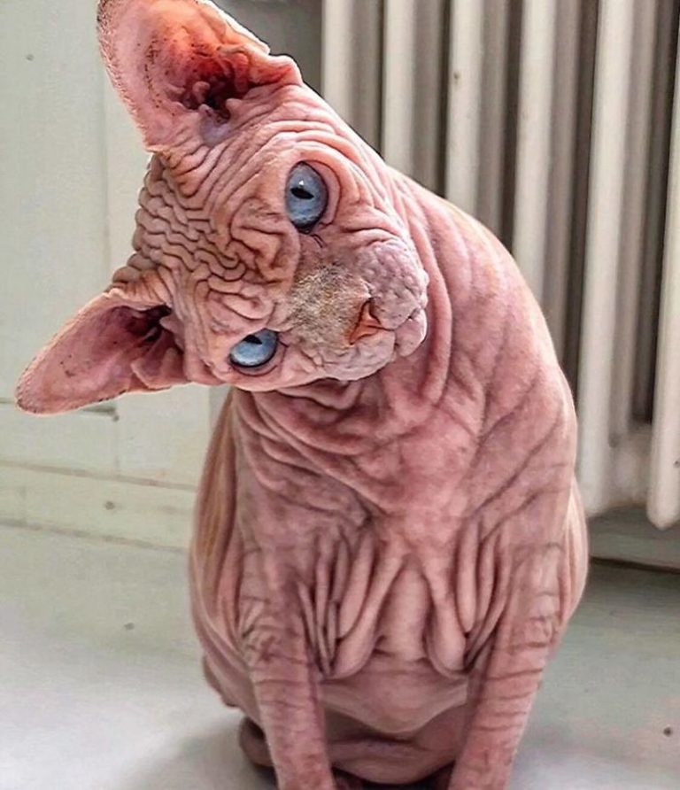 Check Out These Devious-Looking Hairless Wrinkly Cats - DemotiX