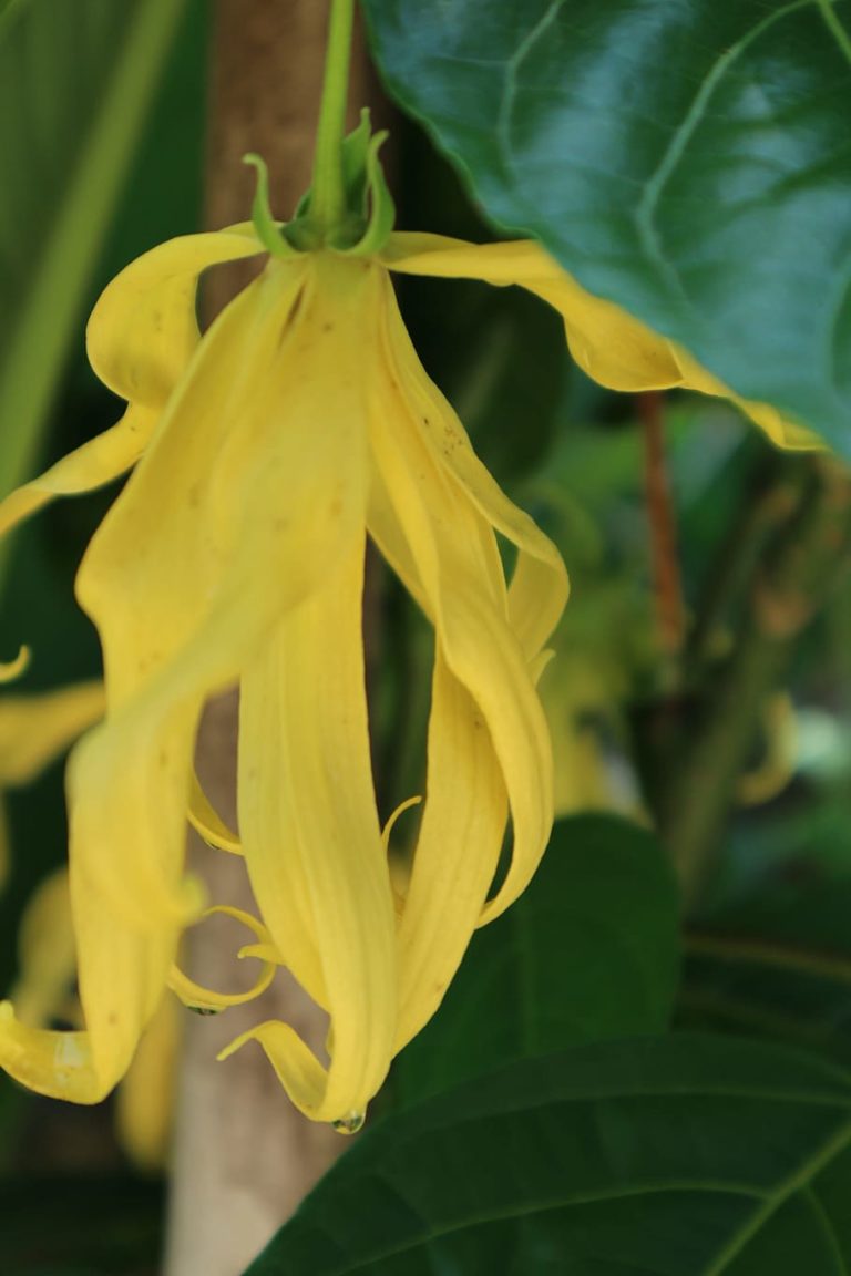 What Does YlangYlang Smell Like?