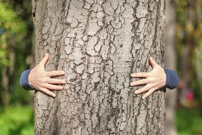 Tree Care Guide for Homeowners - Demotix.com