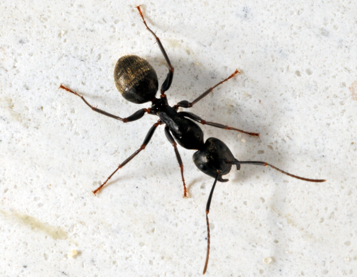 How To Get Rid Of Carpenter Ants - 2024 Guide - Demotix.com