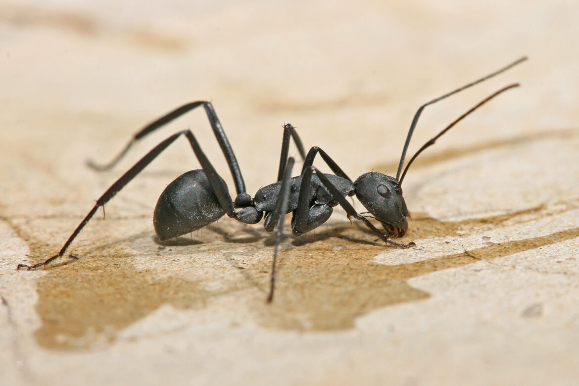How to Get Rid of Carpenter Ants – 2020 Guide