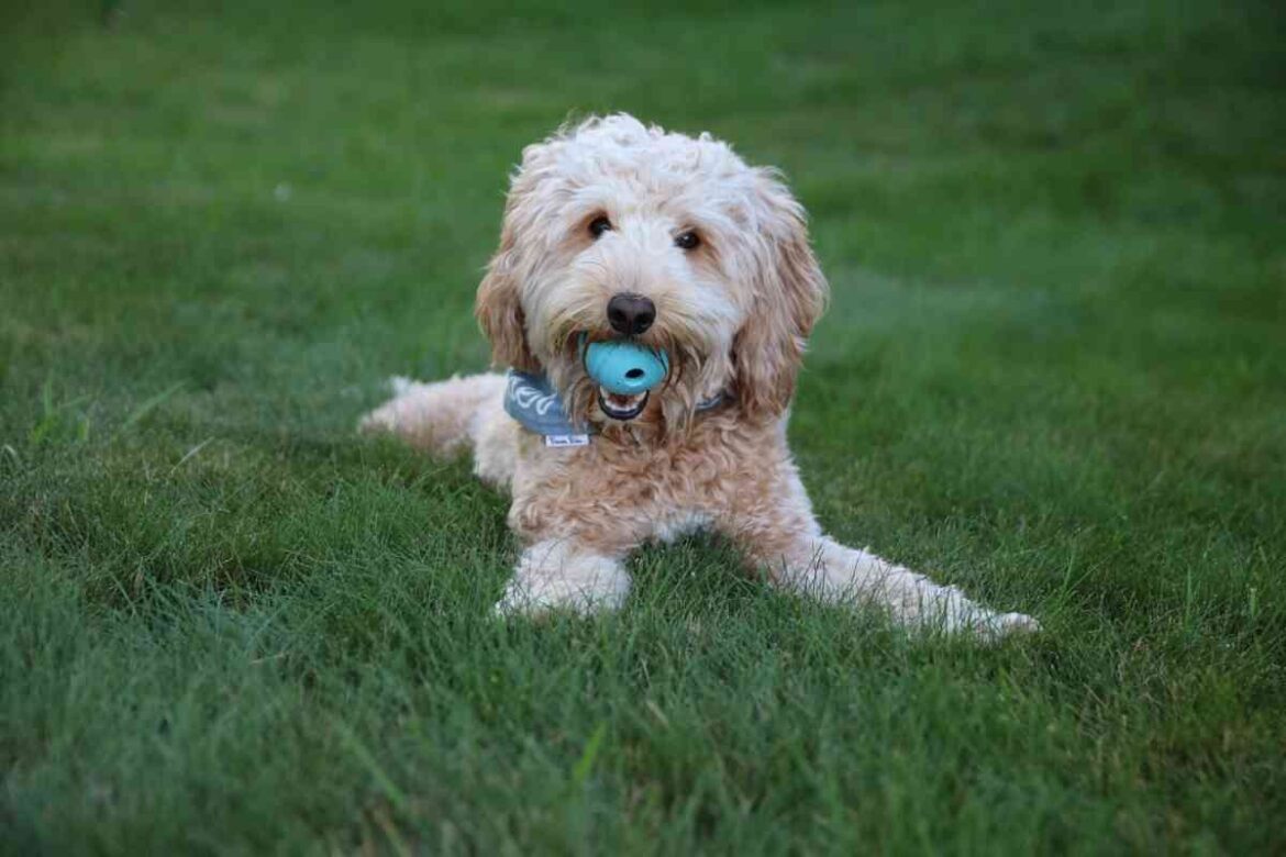 The Ultimate 2024 Guide For Properly Caring For Your New Goldendoodle