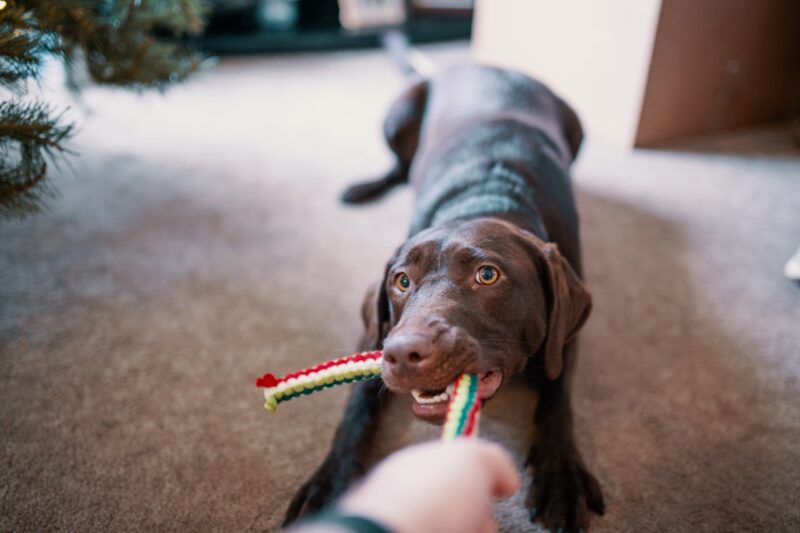 Choosing the Safest Toys for Your Dog