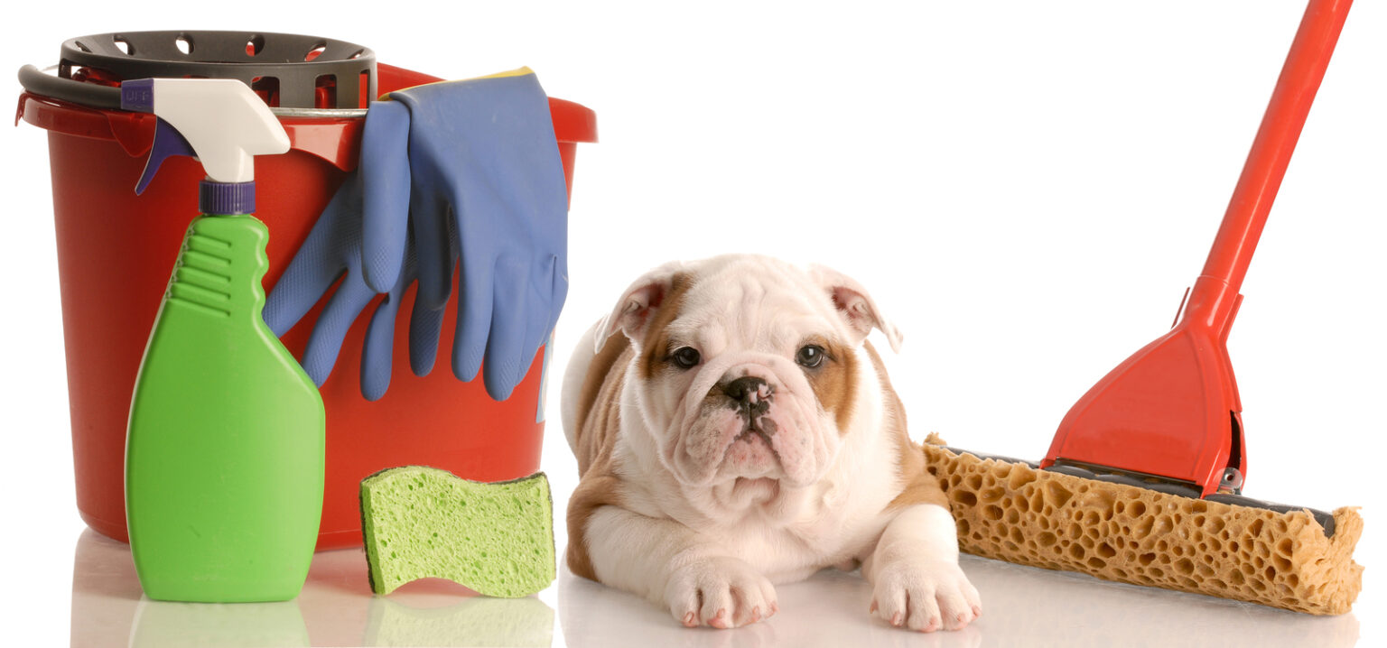 Pet Friendly Cleaning Products A Safe Home For Your FourLegged Friend