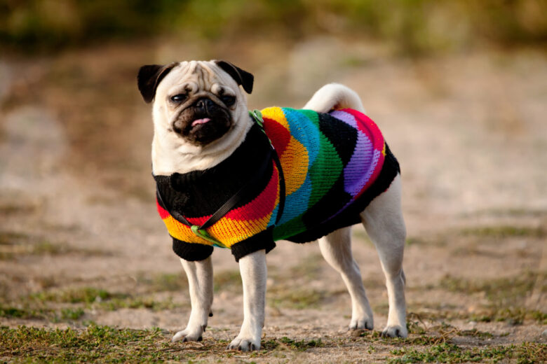 Pet Fashion Faux Pas - What to Avoid When Choosing Pet Clothes