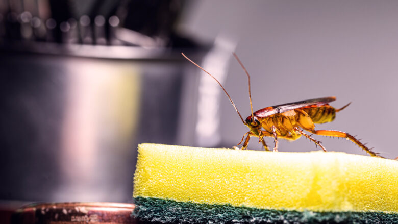 Keeping Your Home Clean Is A Sure-Fire Way Of Keeping Pests Away