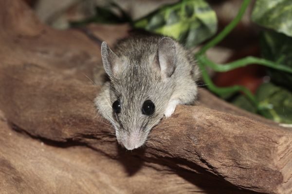 common signs of mice in your home