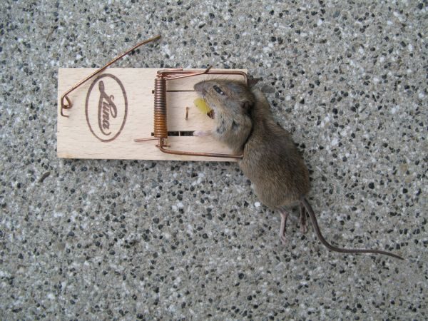 mouse captured in trap