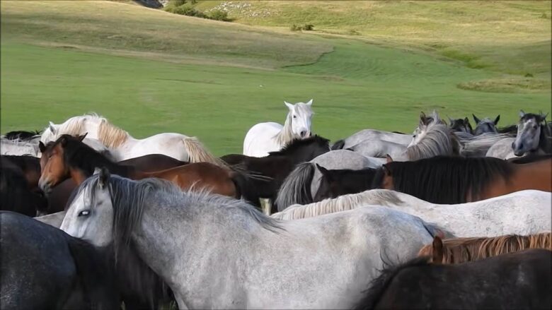 Large herd of free-roaming white, gray, brown and black horses gathered on a grassy plateau near Livno.